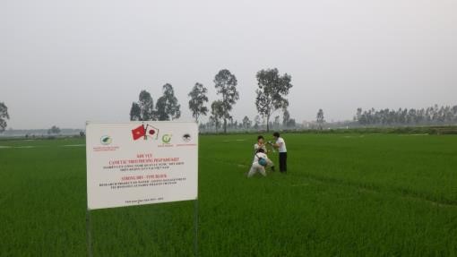 Nghiên cứu tưới tiết kiệm nước, giảm phát thải khí nhà kính trong sản xuất lúa vùng đồng bằng sông Hồng